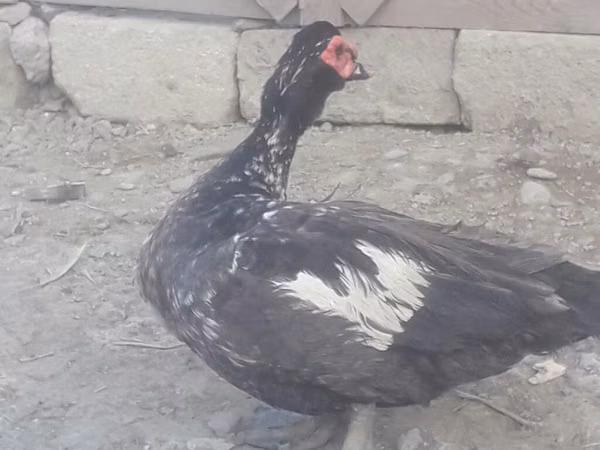 Ducks