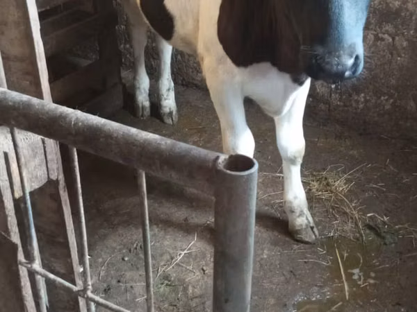 Sigir, Russian Black pied cattle