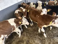 牛（ロット、性別未指定）, Simmental cattle — 写真 5