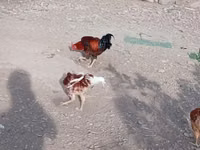 Chickens — foto 8