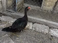Ducks — الصورة 1