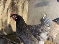 Australorp — foto 1