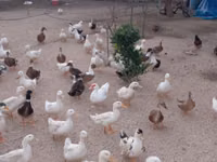 Ducks — zdjęcie 2