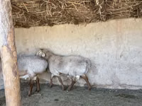 Ovce (šarže, pohlaví neuvedeno), Arashan sheep — foto 7