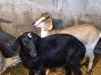 Ешкі, Nubian Goat — 4-сурет
