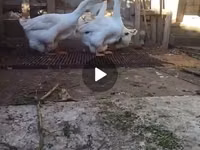 Geese — الصورة 2