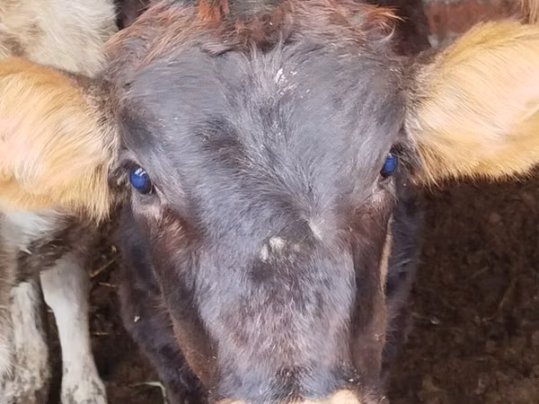 Cow, Cattle
