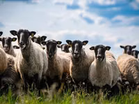 Oveja, Romanov sheep — foto 2