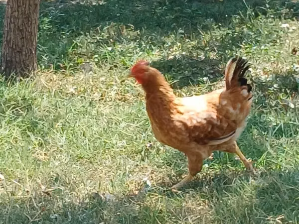 Chickens — Azerbaïdjan