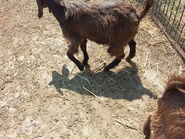 Boucs, Damask goat