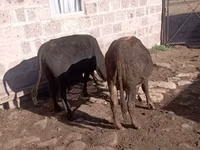 İnek, Sığır — foto 3