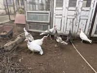 Turkeys — الصورة 2