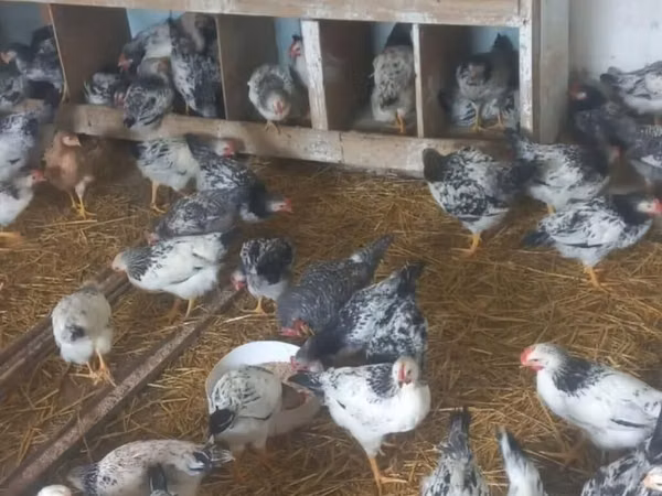 Chickens — Azerbejdżan