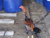 Chickens — ფოტო 3