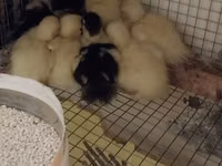 Ducks — الصورة 1