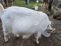 Cabra, Megrelian goat — foto 2