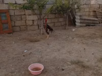Chickens — Foto 7