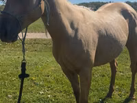 فرس, Quarter Horse — الصورة 1