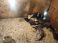 Chickens — Foto 3