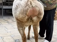 Ovce, Arashan sheep — foto 6