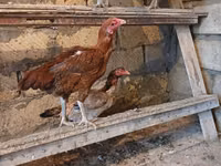 Chickens — foto 5