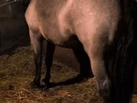 Cheval, Chevaux — photo 7