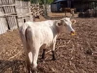 Vache, Charolais cattle — photo 5