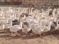 Geese — foto 5