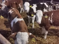 Buqa, Simmental cattle — 3-rasm