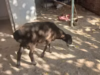 Ram, Sheep — photo 4