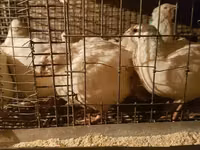 Quails — foto 6