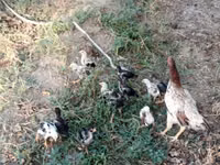 Chickens — foto 2