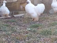 Chickens — foto 4