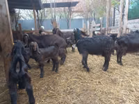 Chèvre, Damask goat — photo 5