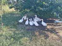 American Pekin — Foto 2