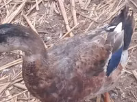 Ducks — foto 4