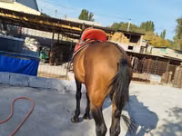 Kůň, Thoroughbred horse — foto 6