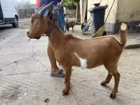 Billy Goat, Goats — photo 1