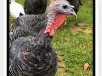 Turkeys — Foto 3