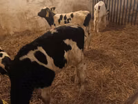 Bulle, Russian Black pied cattle — Foto 2