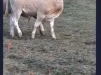 أبقار (دفعة، الجنس غير محدد), Blonde d’Aquitane cattle — الصورة 2