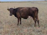 Vaca, Ukrainian grey cattle — foto 4