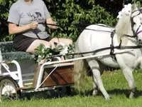 At, Miniature horse — foto 3