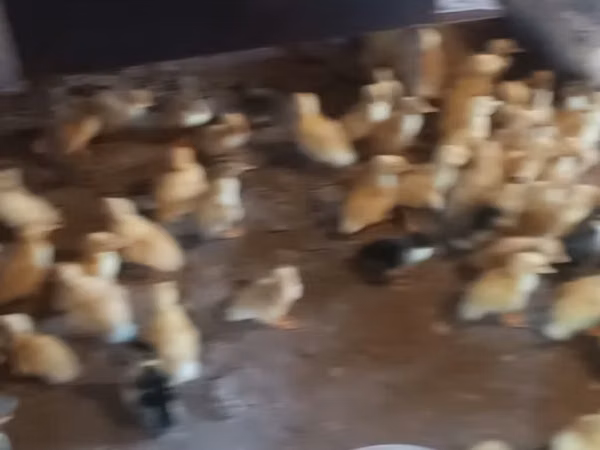 Ducks