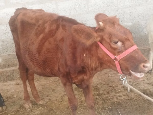 பசு, Red Estonian cattle