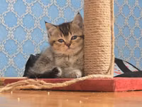 Cırmaqlama dirəyi və oyun platforması - Material: qalın sisal iplə — foto 3