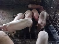 Sow, Pigs — photo 4