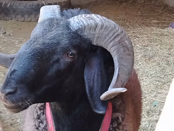 Ram, Blackheaded Persian sheep