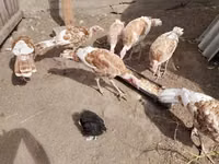 Turkeys — 写真 2