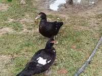 Ducks — 6-сурет